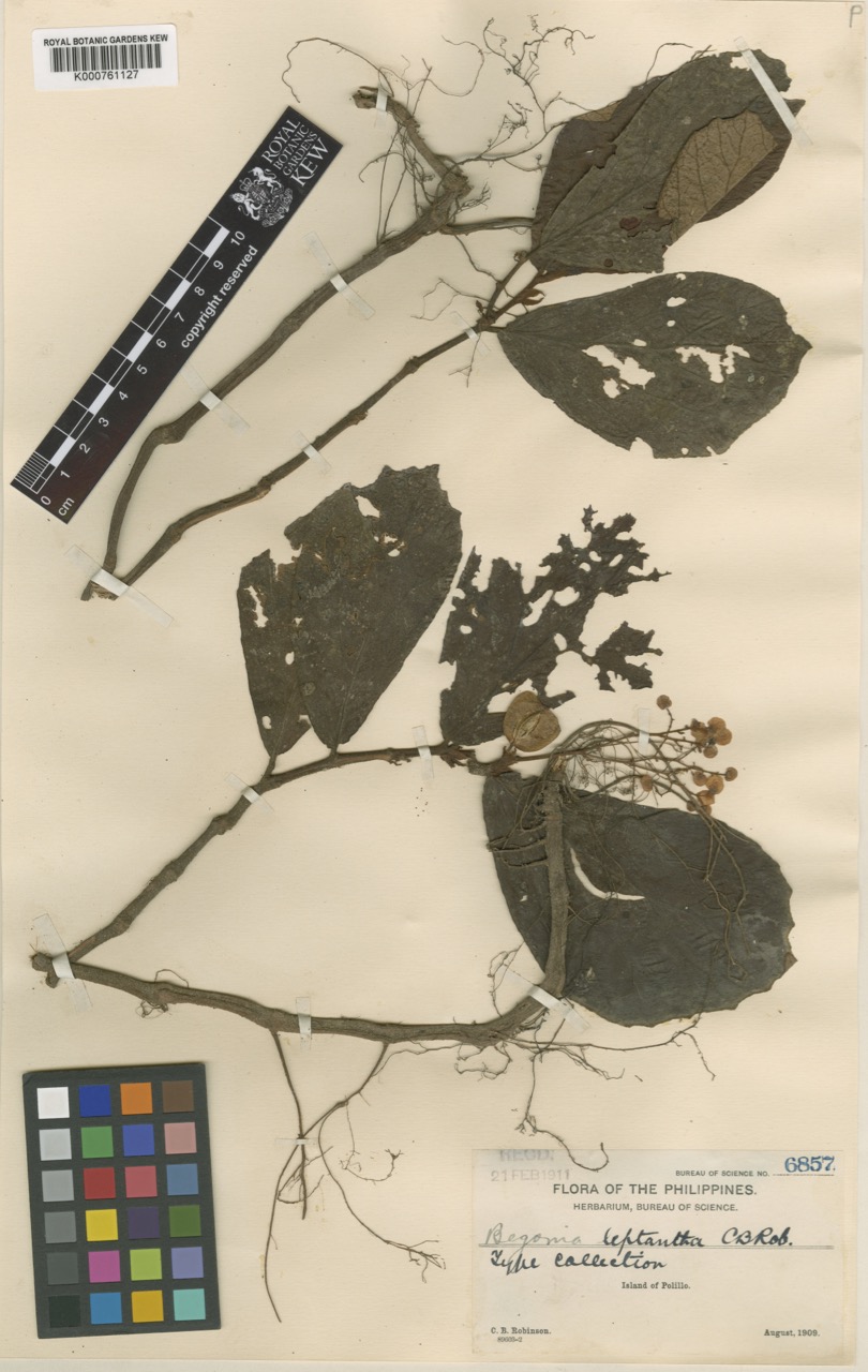 B. leptantha